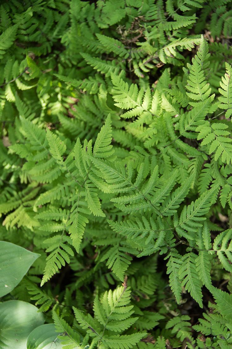 oak fern gymnocarpium dryopteris