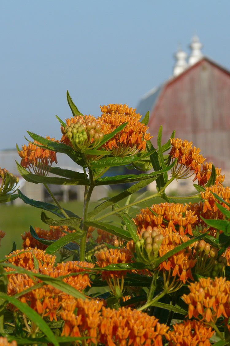 butterfly weed - asclepias tuberosa 