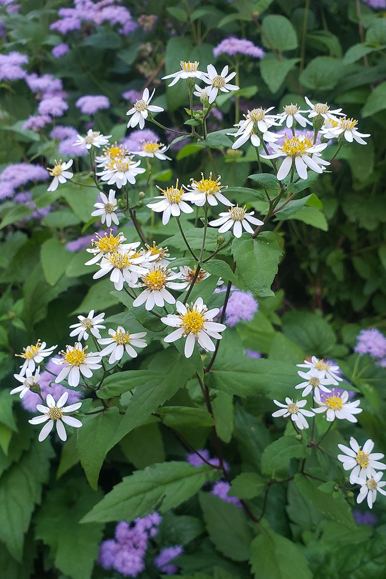 white wood aster flowers in the garden