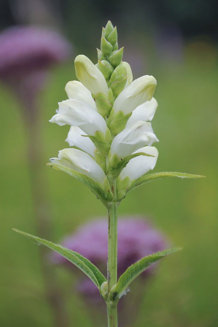 Chelone glabra White Turtlehead flower