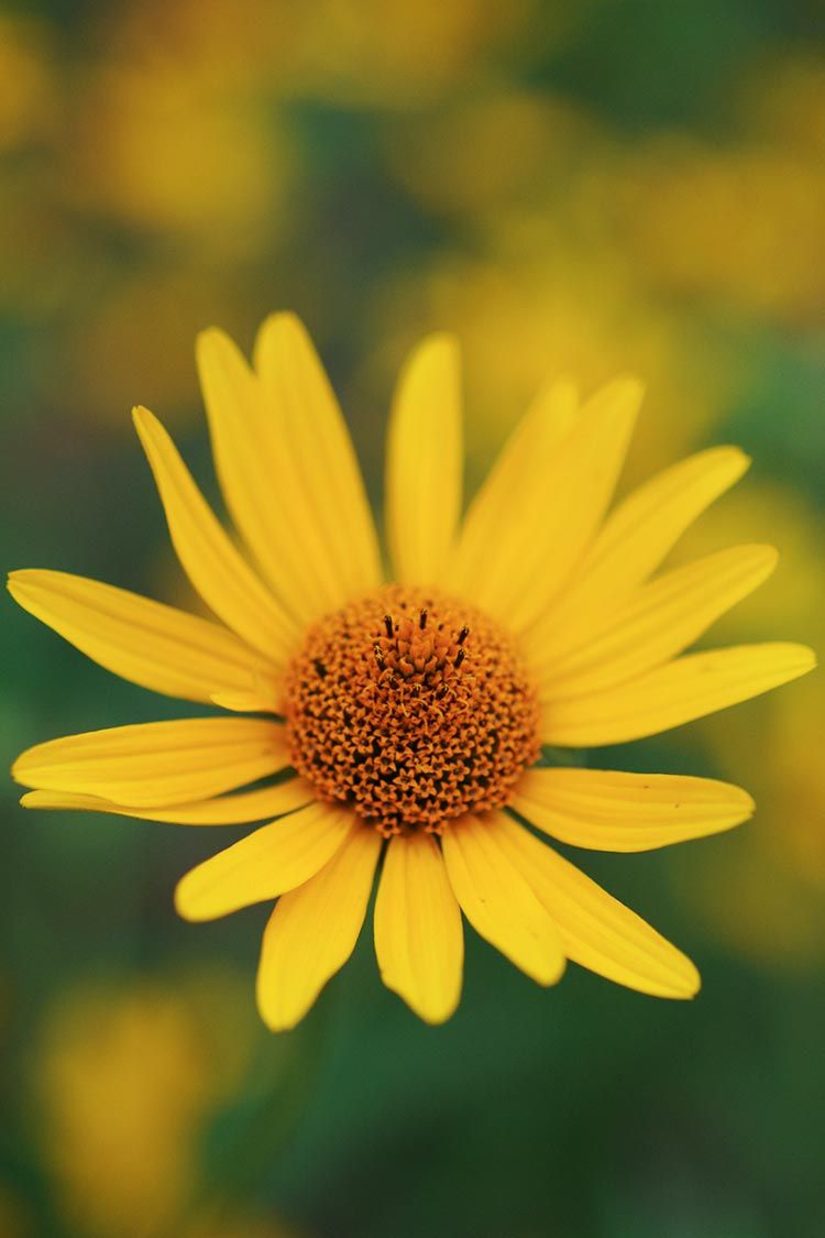 ox eye sunflower -heliopsis helianthoides