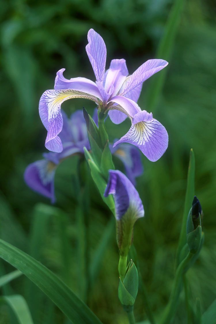 blue flag iris - iris versicolor