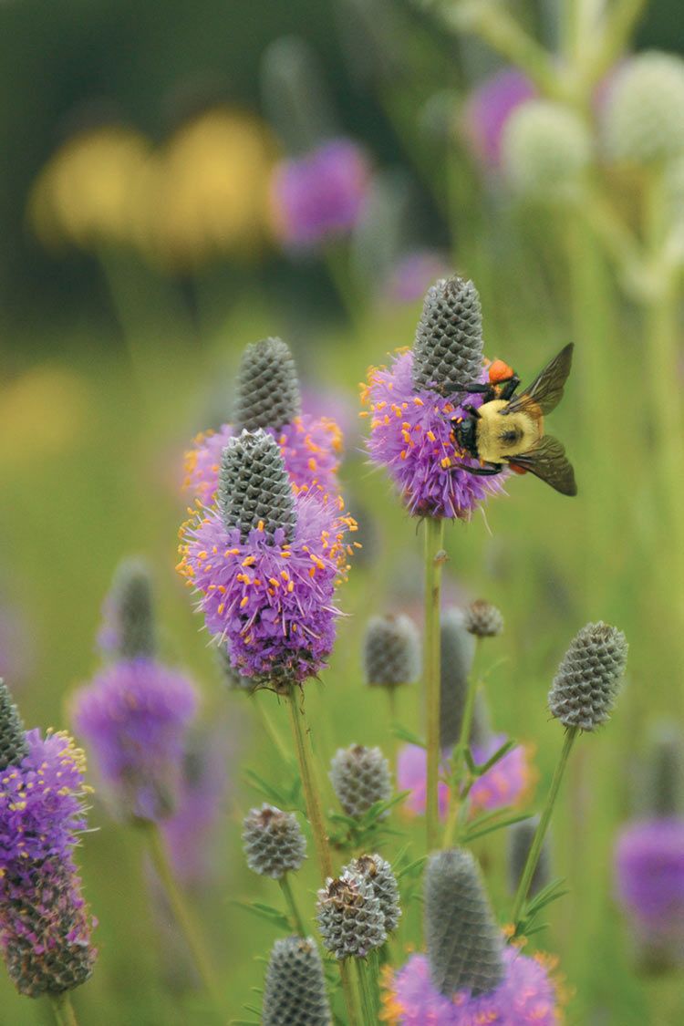 Purple Prairie Clover flower with bumble bee
