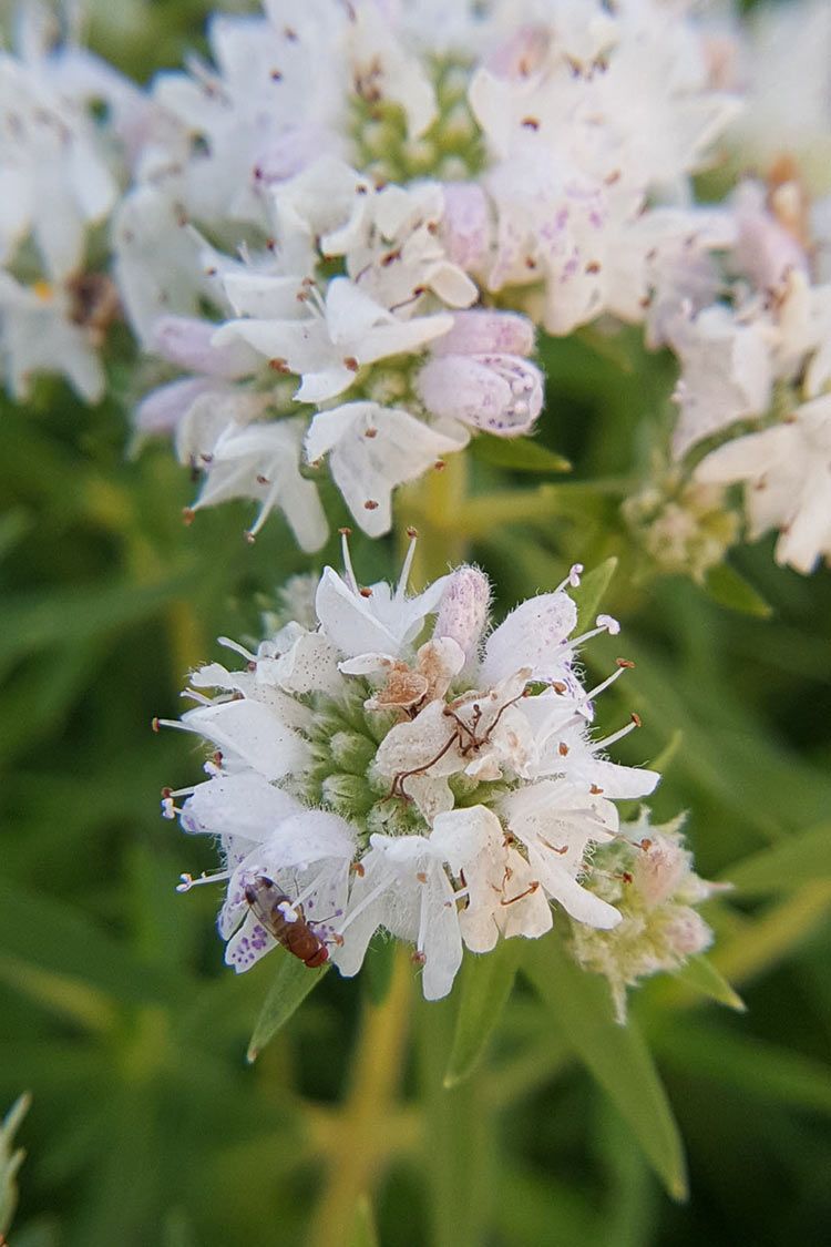mountain mint flowers close up