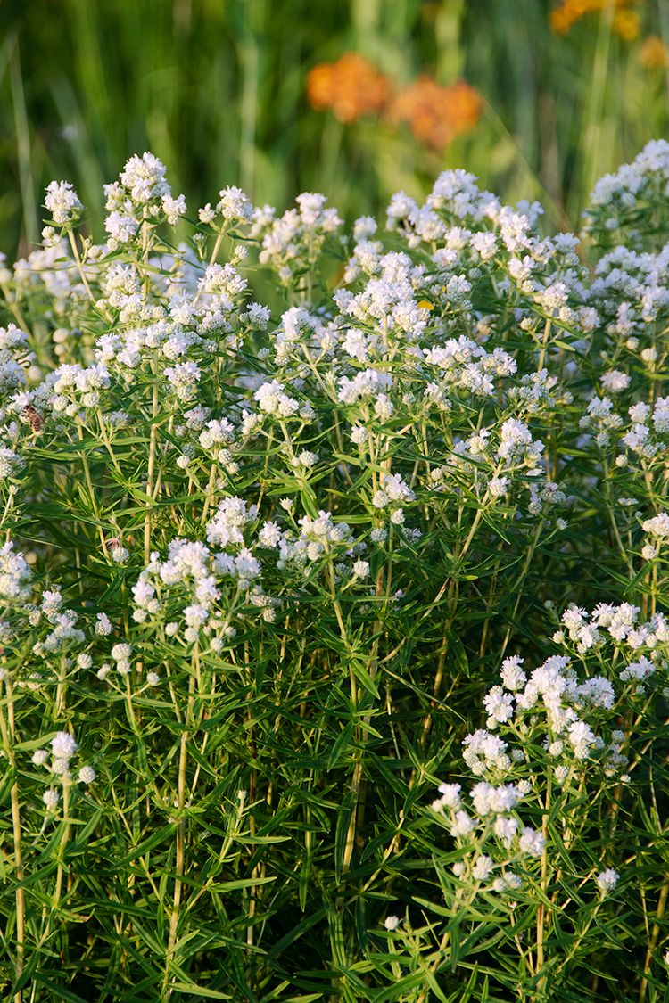 mountain mint - pycnanthemum virginianum