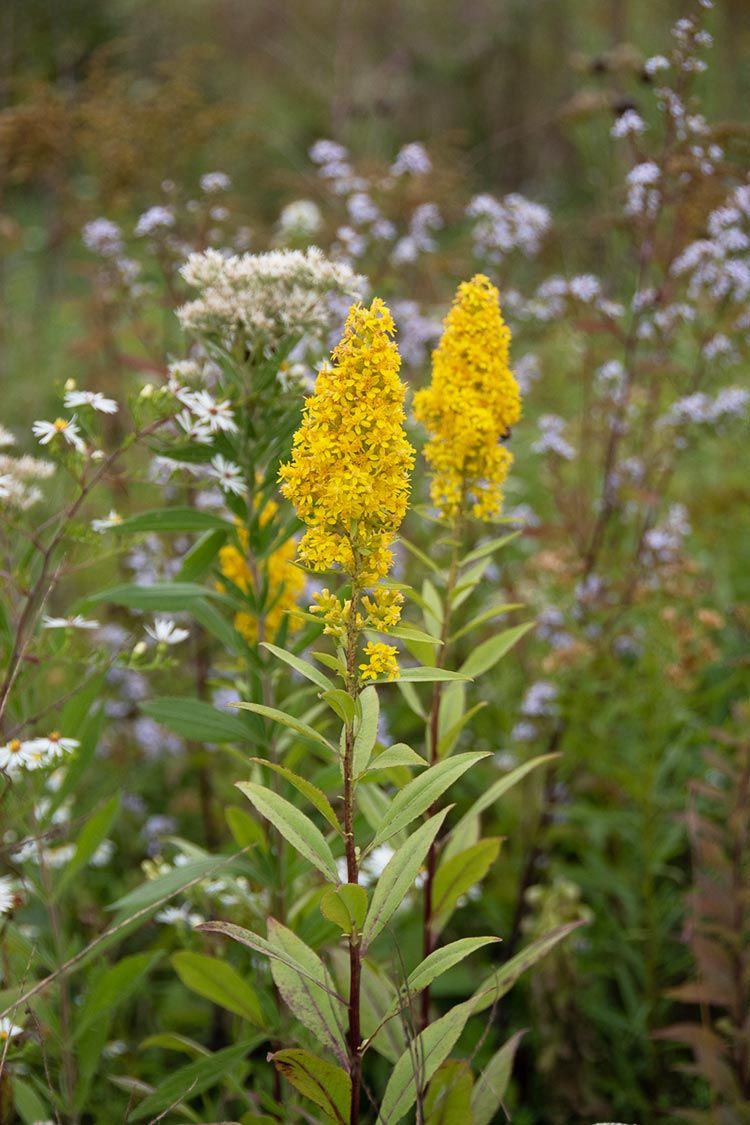 Goldenrod Solidago ohioensis 100 Seeds Ohio Pollen source late in the season Non GMO