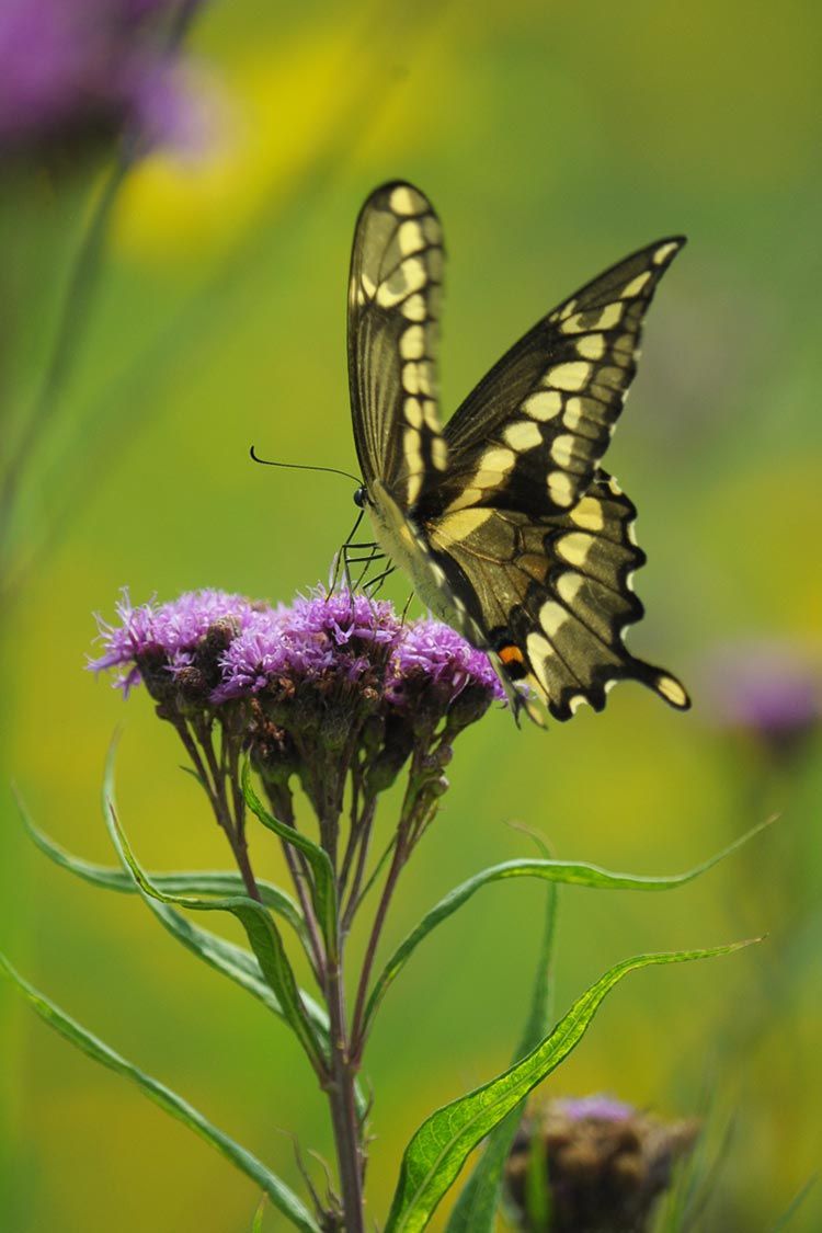 ironweed - vernonia fasciculata flower with giant swallowtail butterfly