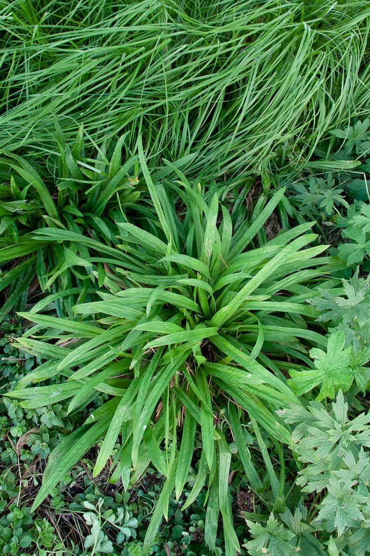 carex plantaginea - plantain leaved sedge