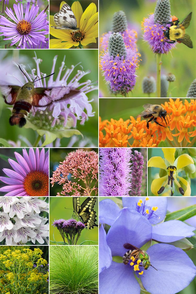 32 Plant Pollinator Garden