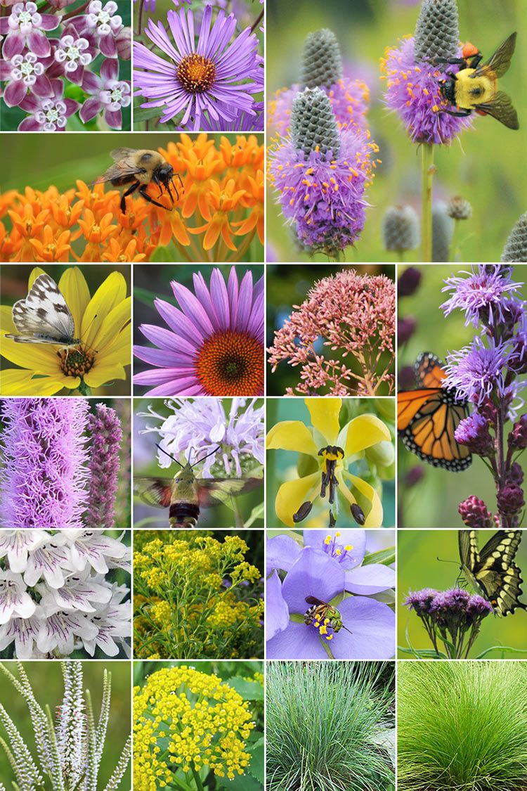 pollinator garden plants