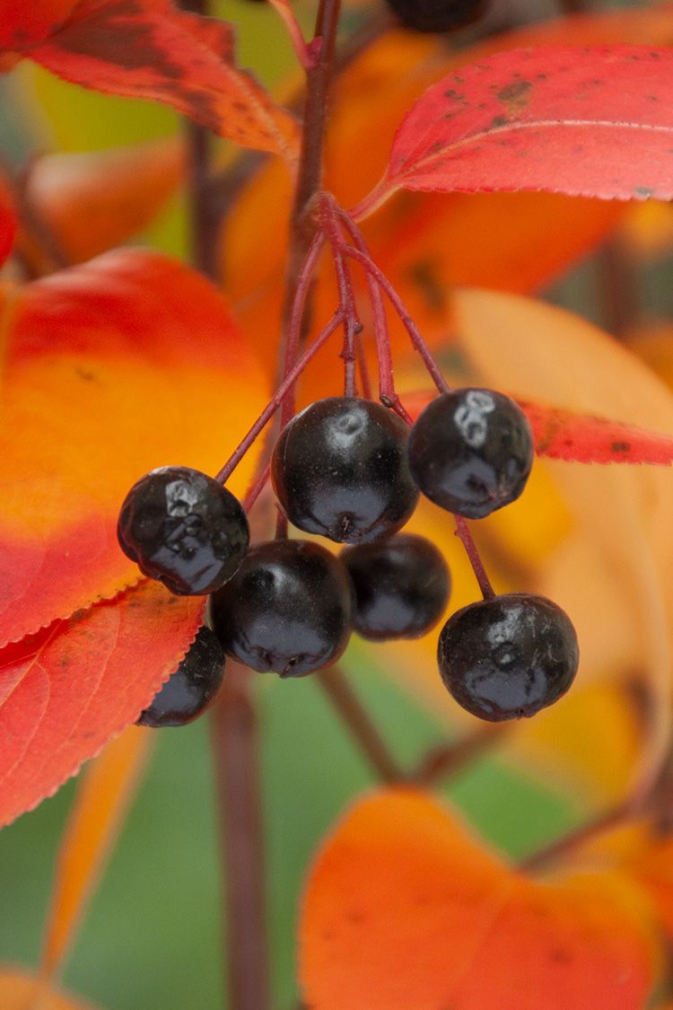 Aronia melanocarpa Black Chokeberry fruit