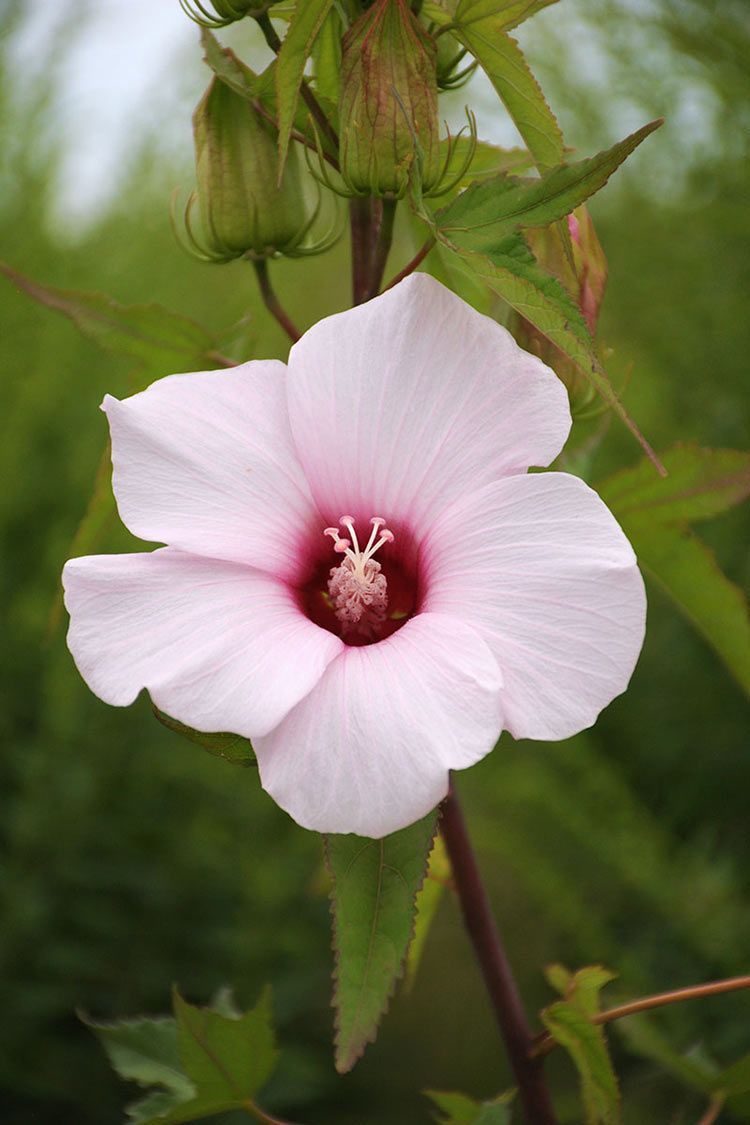 Rosa Blanda Early Wild Rose Seeds 50 Seeds Purple White Flower 