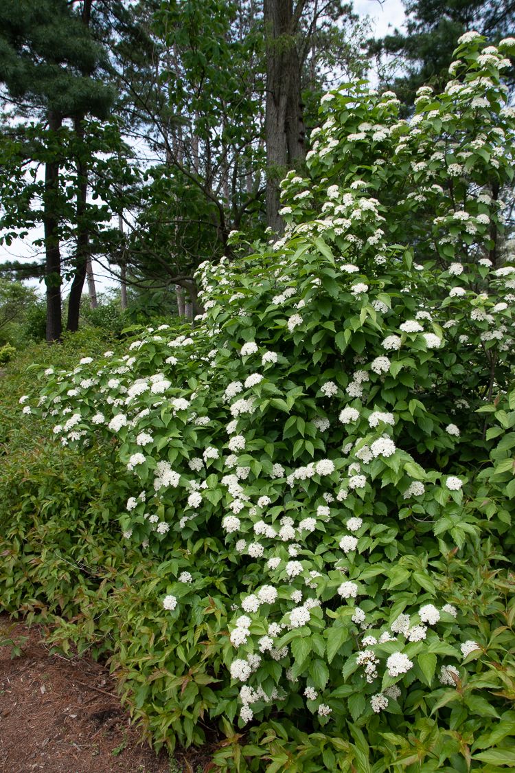 downy arrowwood viburnum shrub
