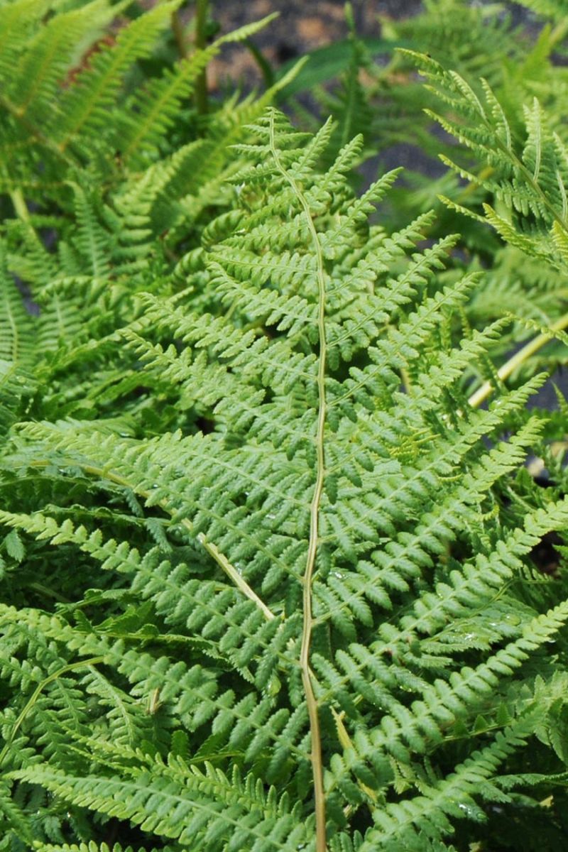 lady fern - athyrium filix-femina | prairie nursery