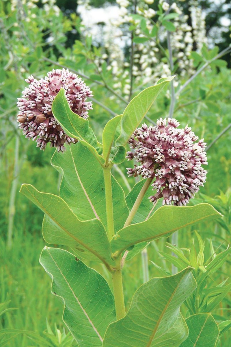 Asclepias Syriaca G81 COMMON MILKWEED SEEDS 40 graines d'HERBE AUX PERRUCHES