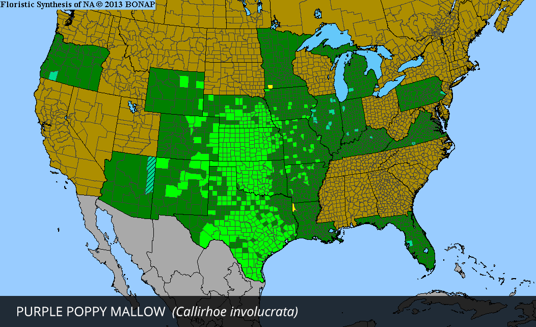 Range Map for Purple Poppy Mallow