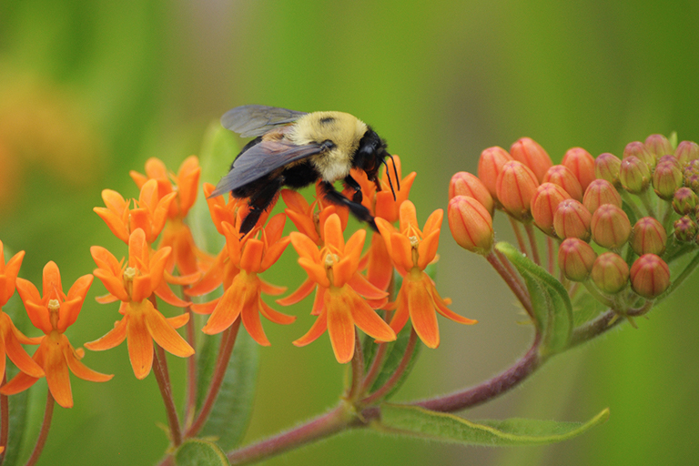 pollinators in the garden