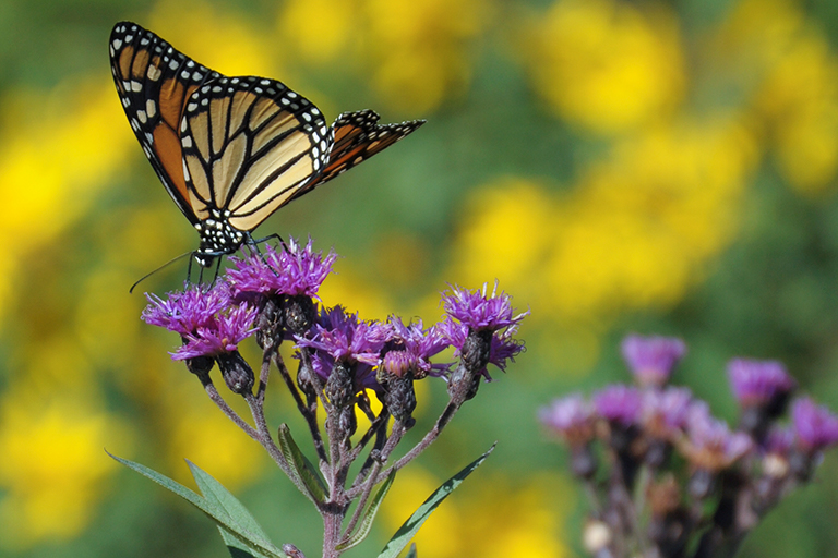 monarch butterfly on ironweed